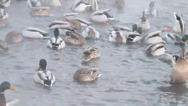 무리의 오리들 바닥에서 먹이를 모으고 겨울날 연못에서 증기를 모은다 — 비디오