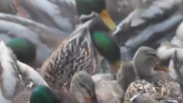 Patos Selvagens Condições Apertadas Corpo Quente Água Dia Frio Inverno — Vídeo de Stock