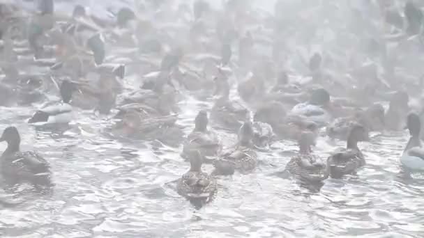 Wilde Eenden Het Water Koude Winter Vangen Broodkruimels Stoom Boven — Stockvideo