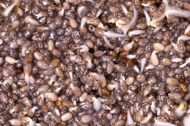 Chia tohumları, vejetaryen yemekleri ve salatalar, büyüyen mikro sebzeler..