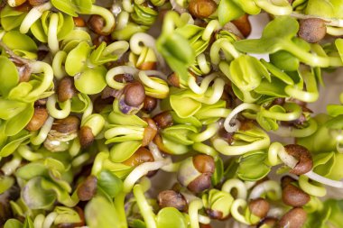 Genç filizler sebze tohumları, vejetaryen yemekleri ve salatalar, büyüyen mikro yeşiller..