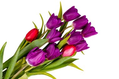 Beyaz, şenlikli karşılama konseptine izole edilmiş bir buket parlak bahar lalesi, düzlük, üst manzara.