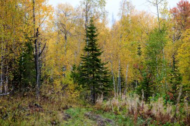 Sonbahar manzarası. Sonbahar renklerinde orman, sarı yapraklar, bulutlu bir gün..