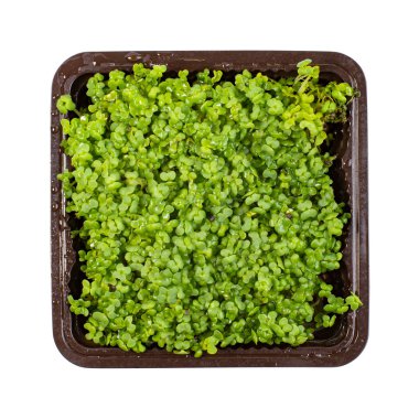 Mikroyeşillikli konteynır, üst görüş, beyaza izole edilmiş. Vejetaryen ya da yağsız menü, salata malzemeleri.