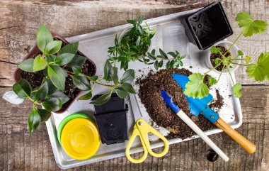 Tohumlar, toprak ve ev işleri için aletler bahçe ve çiçekçilik, üst görünüm, kırsal arka plan.