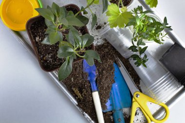 Çiçek yetiştirmek için genç bitkiler ve aksesuarlar..