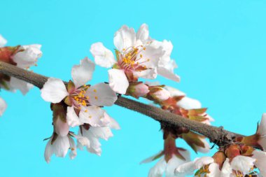 Beyaz çiçekli bahar kiraz dalı, mavi arkaplan.