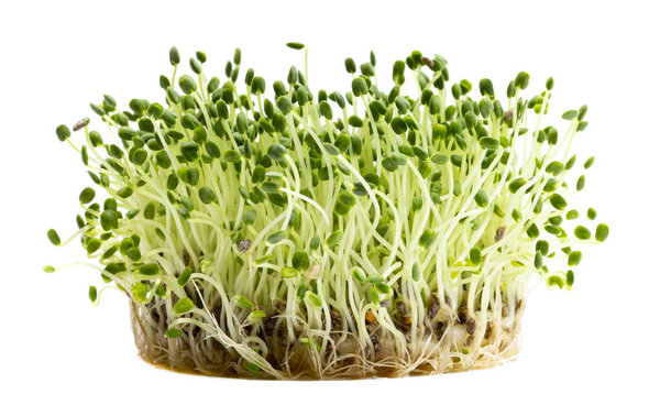 Большая группа микрозелени крупным планом на белом, изолированном.