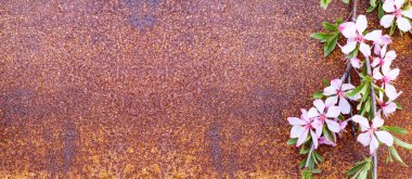 Çiçek kompozisyonu. Eski metal paslı yüzeyinde pembe ledum ya da Rhododendron çiçekleri olan bir dal. Üst görünüm, düz katman, metin için yer, kopyalama alanı.