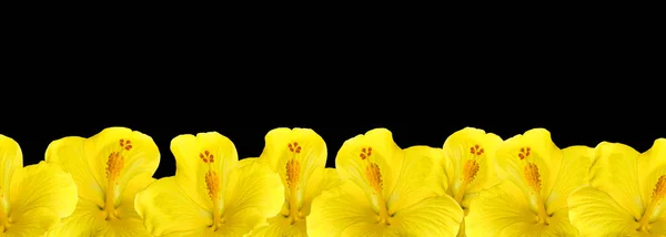 Gelbe Hibiskusblüten Auf Schwarzem Hintergrund Floraler Rand Platz Für Text — Stockfoto