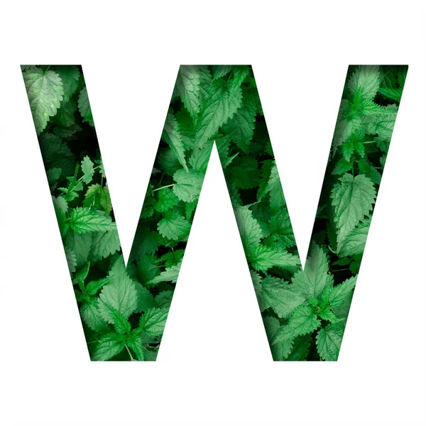 Yapraktan Yapılmış Yazı Tipi Harfi Doğal Yeşil Isırgan Otunun Arka — Stok fotoğraf