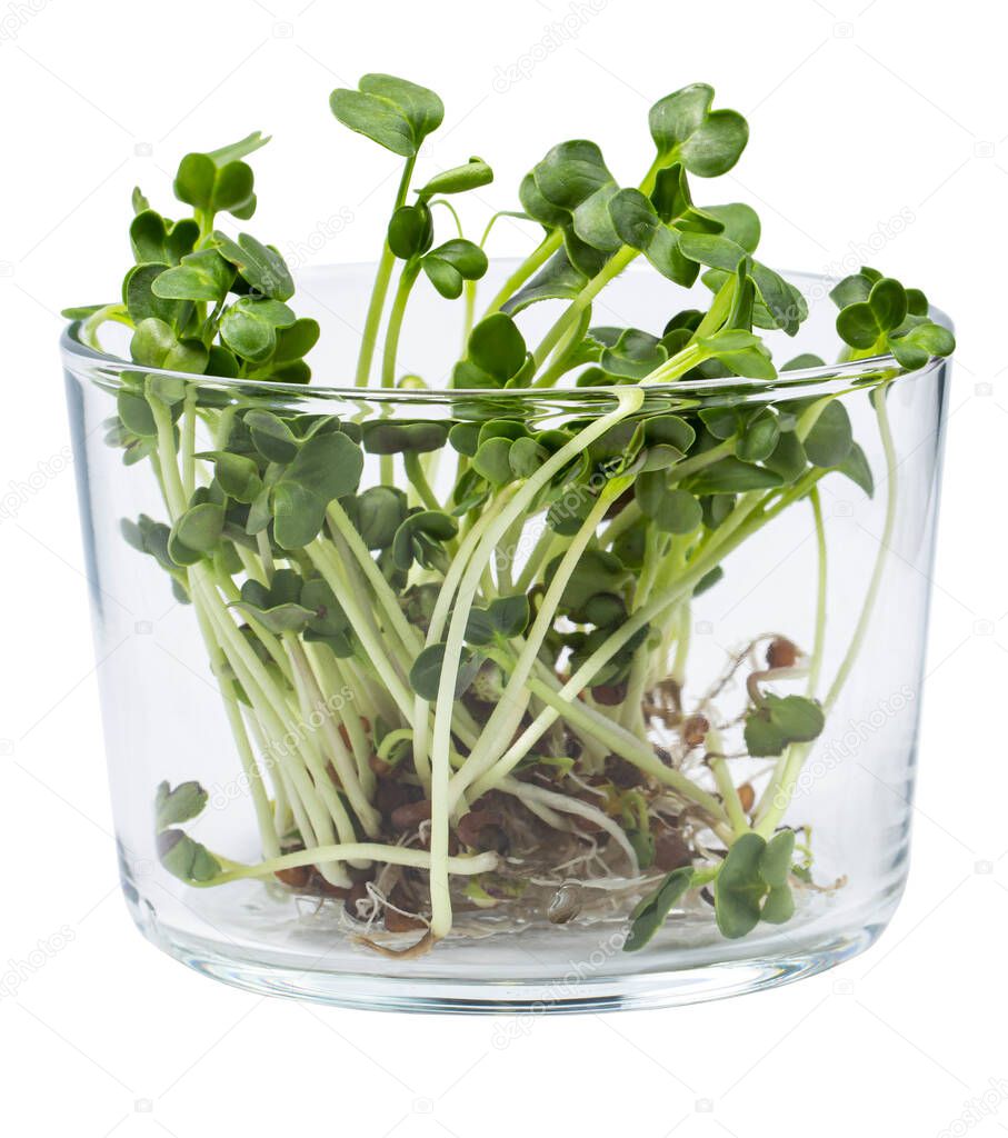 Glass with sprouts of micro greenery close up on white isolated