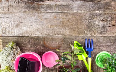 Ev çiçekleri için aksesuarları olan ahşap masa, üst görünüm, düz döşeme, kopyalama alanı