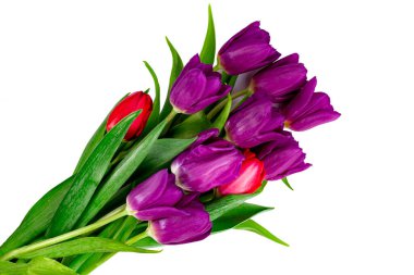 Beyaz izole edilmiş, üst manzaralı taze leylak laleleri..