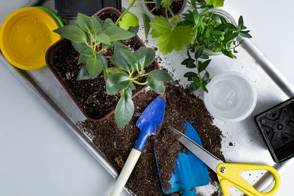 Verktyg Och Tillbehör För Hem Blomsterodling Med Jord Ovanifrån — Stockfoto