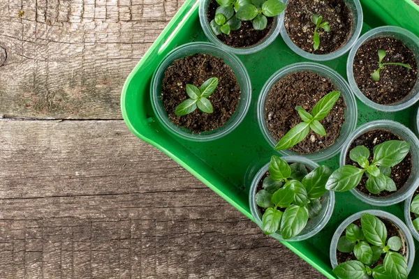 Plantbricka Med Unga Växter Ett Gammalt Träbord Ovanifrån Platt Liggunderlag — Stockfoto