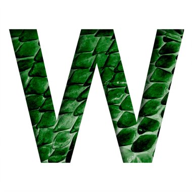 Ejderha derisi yazı tipi. W harfi, pullu gizemli bir ejderhanın koyu yeşil derisinin arka planında kağıttan kesilmiş. Dekoratif yazı tipleri kümesi