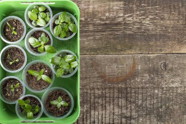Kırsal arkaplanda fideleri olan tepsi, üst görünüm, metin için yer, kopyalama alanı.