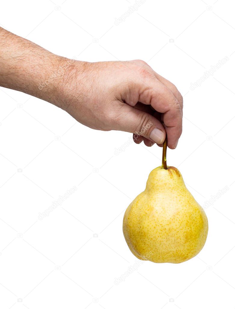 large ripe fragrant pear in the hand of a man on white isolated