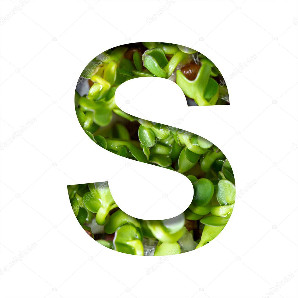 Font on micro greenery.The letter S cut out of paper on the background of sprouts of fresh bright micro greenery for food. Set of decorative natural fonts.