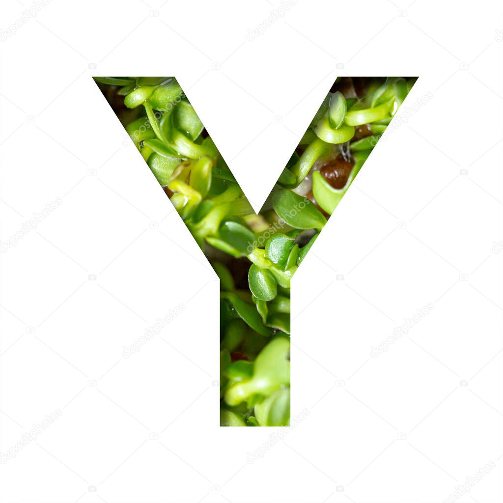 Font on micro greenery.The letter Y cut out of paper on the background of sprouts of fresh bright micro greenery for food. Set of decorative natural fonts.