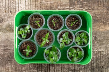 kırsal arkaplan arkaplan görünümündeki fidan tepsisi