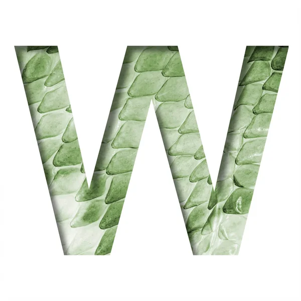 スネークスケールフォント 文字Wは 大きなスケールを持つ緑のヘビの皮膚の背景に紙から切り取られました 装飾フォントのセット — ストック写真