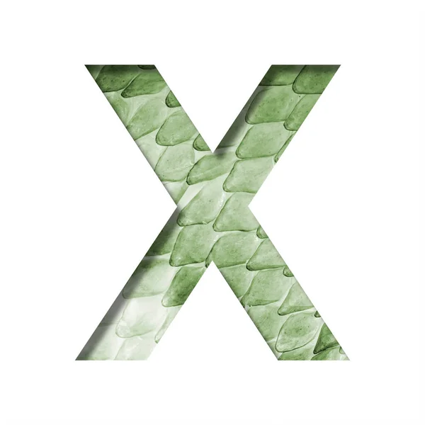 Yılan Derisi Yazı Tipi Büyük Pullu Yeşil Yılan Derisinin Arka — Stok fotoğraf