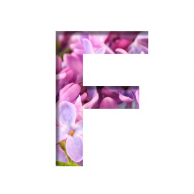 Leylak rengi bahar çiçekleri yazı tipi. 