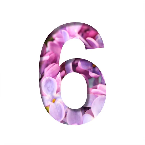 Lilac Voorjaar Bloemen Lettertype Cijfer Zes Uit Wit Gesneden Achtergrond — Stockfoto
