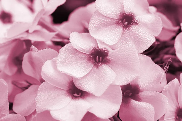 Flores Primer Plano Con Hermosas Gotas Rocío Matutino Como Fondo — Foto de Stock