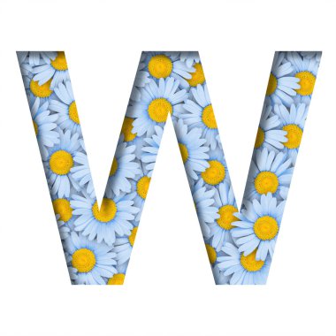 Papatya çiçeği yazı tipi. W harfi, arka planda güzel mavi papatyalar şeklinde kesilmiş. Dekoratif çiçek yazı tipleri ayarlandı.