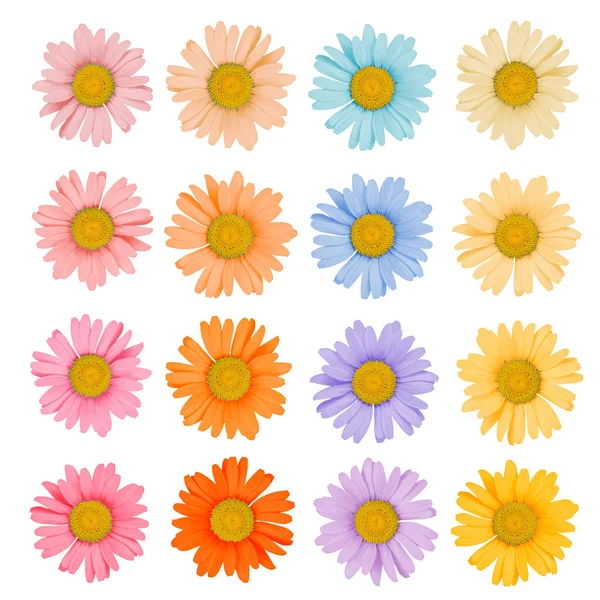 Set Colored Daisies White Background Isolated — Stock fotografie