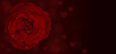 Koyu arkaplanda yakın plan gül çiçeği, kalpleri bulanık röfle, geniş pankart, metin için yer.