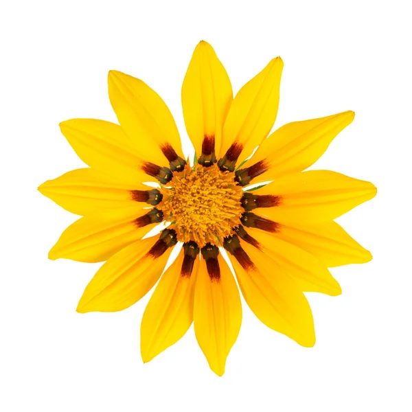 Große Gelbe Blume Gazania Mit Hellen Blütenblättern Auf Weißem Isoliert — Stockfoto