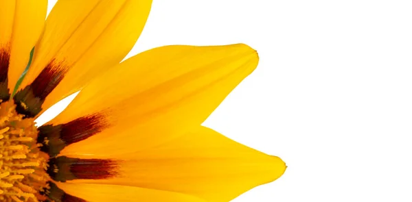 宽横幅 黄色花瓣 花朵明亮 顶部视图 文字位置 — 图库照片