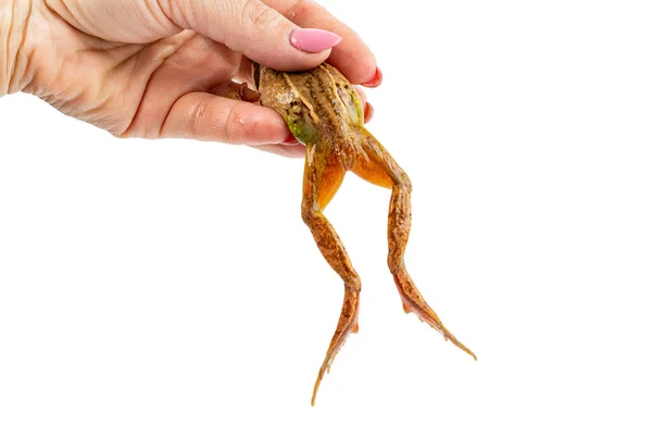Froschschenkel Hängen Von Weiblicher Hand Auf Weißem Isoliert — Stockfoto