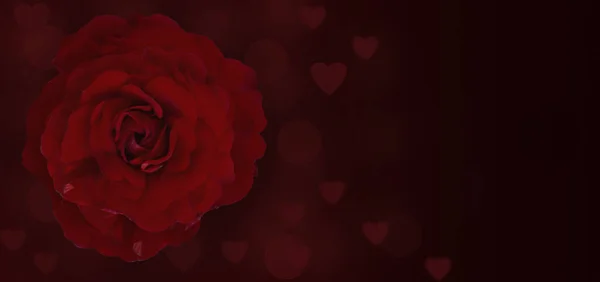 Close Rose Flower Dark Background Hearts Blurred Highlights Wide Banner — Stock fotografie