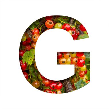 Frenk üzümlü yazı tipi. G harfi, parlak olgun kırmızı frenk üzümü demetlerinin arka planında kağıttan kesilmiş. Meyve veya çilek dekoratif alfabe, yazı tipi koleksiyonu.