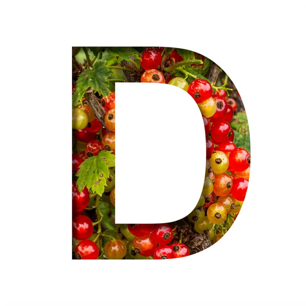 红醋栗上的字体 字母D在明亮的成熟红醋栗浆果的背景下从纸上剪下来 水果或浆果装饰字母表 字体集合 — 图库照片