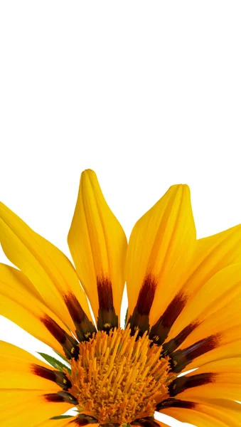 Banner Vertical Com Grandes Pétalas Amarelas Flor Amarela Brilhante Vista — Fotografia de Stock