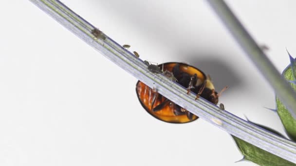 Gros Coléoptère Attrape Mange Des Pucerons Sur Une Branche Herbe — Video