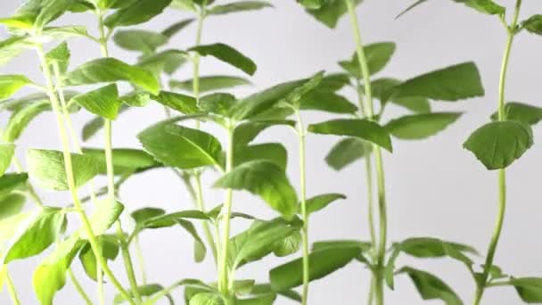 Υποκαταστήματα Φύλλα Έντονου Πράσινου Νομισματοκοπείου Εναλλάσσονται Λευκό Φόντο Φυτά Μέντας — Αρχείο Βίντεο