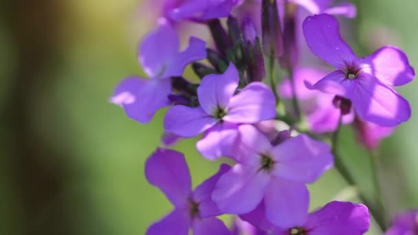 Brillantes Flores Silvestres Lila Contra Fondo Vegetación Verano Balancearse Una — Vídeos de Stock