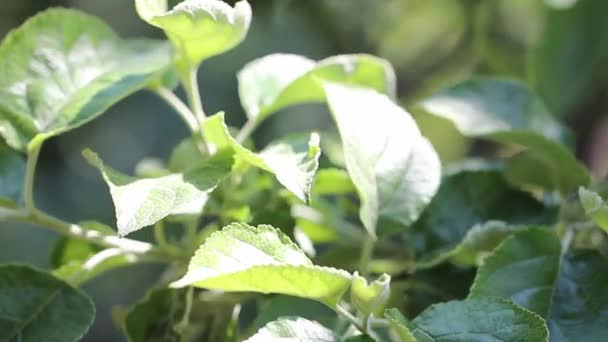Гілка Плодового Дерева Зеленим Листям Ширяє Невеликим Вітром Яскравий Сонячний — стокове відео