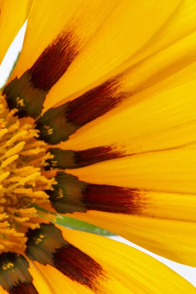 Die Knospe Einer Großen Orangefarbenen Blume Mit Blütenblättern Aus Nächster — Stockfoto