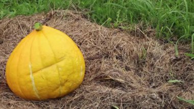 Olgun, büyük, portakallı balkabağı saman üzerinde yuvarlanır, yakın plan iki balkabağı, sonbahar tatili ya da Cadılar Bayramı konsepti