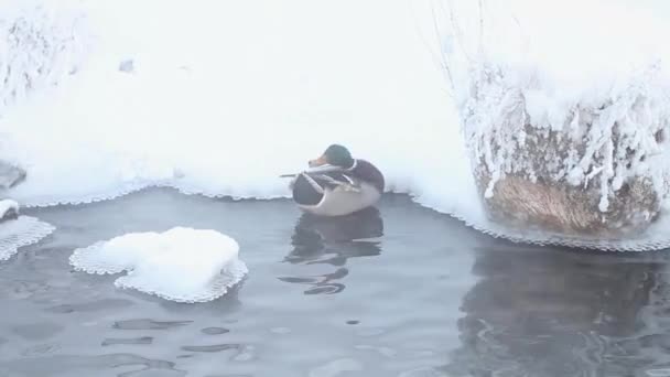 德雷克在温泉里用冰和雪清洗羽毛和洗脸 野鸭在春天的水里游动 蒸汽从水里升起 — 图库视频影像
