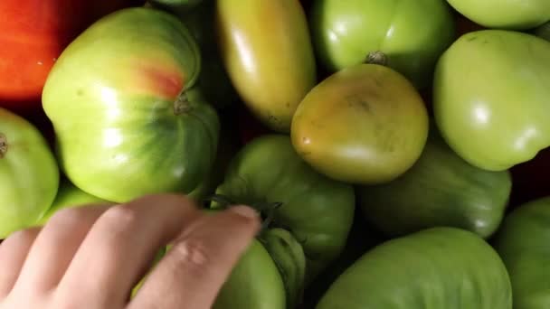 Seorang Pria Mengambil Tomat Mentah Hijau Tangannya Dan Melihat Bagaimana — Stok Video