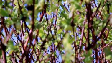 Bahçede çiçeklerle, uçan arılarla ve yaban arılarıyla dolu bir çalılığın parlak bahar dalları, yakın plan, seçici odak, açık bahar rüzgarı, açık mavi gökyüzüne karşı.